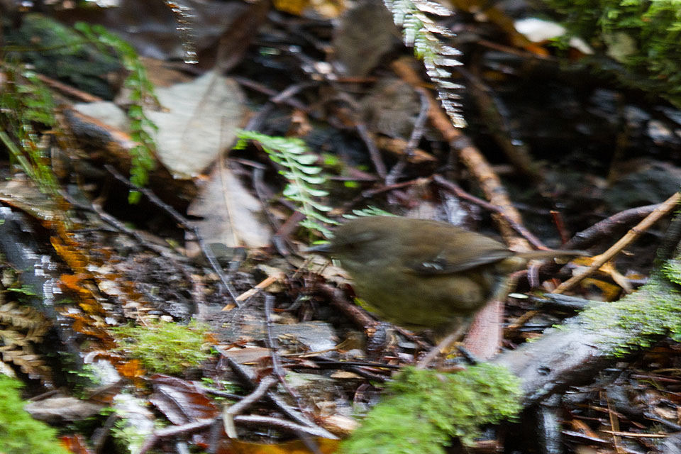 Tasmanian Scrubwren (Sericornis humilis)